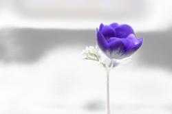 anemone-bleue.jpg